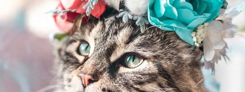 15 fotos majestosas de gatos usando coroas de flores