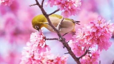 15 Lindas fotos de flores de cerejeira (sakura) no Japão