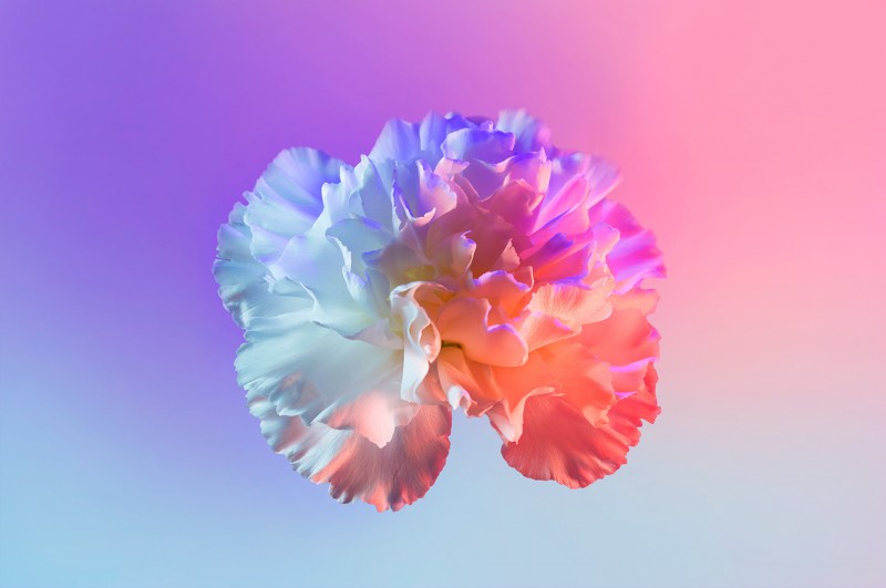 Flor neon por Claire Boscher