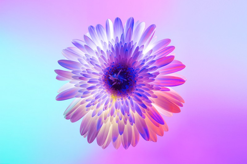 Flor neon por Claire Boscher