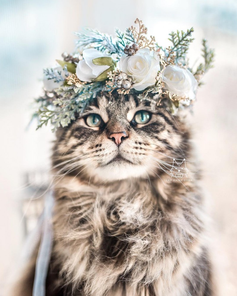 Gato usando uma coroa de flores por @leo.mainecoon