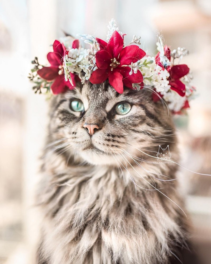 Gato usando uma coroa de flores por @leo.mainecoon