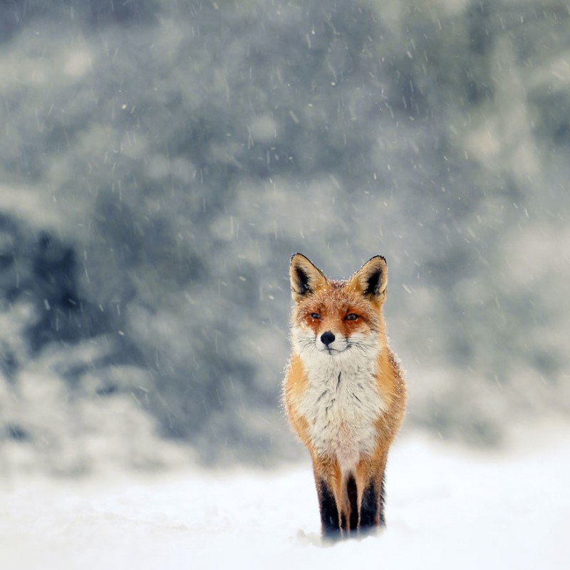 Raposa aproveitando a Neve. Roeselien Raimond.