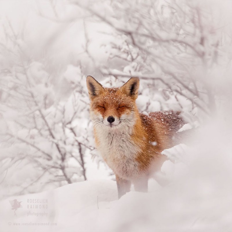 Raposa aproveitando a Neve. Roeselien Raimond.