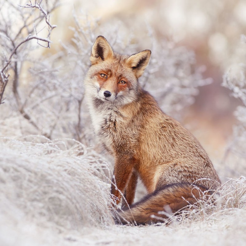 Raposa aproveitando a Neve. Roeselien Raimond.