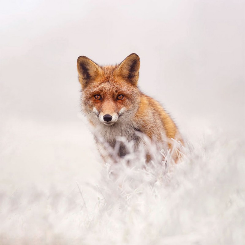 Raposa aproveitando a Neve. Roeselien Raimond.