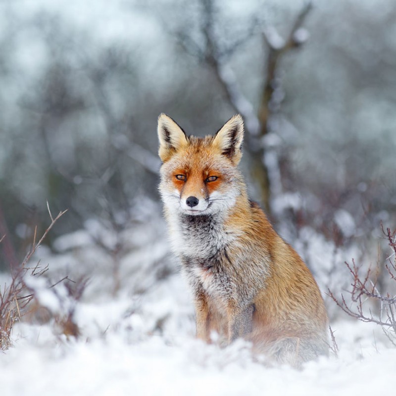 Raposa aproveitando a Neve. Roeselien Raimond.