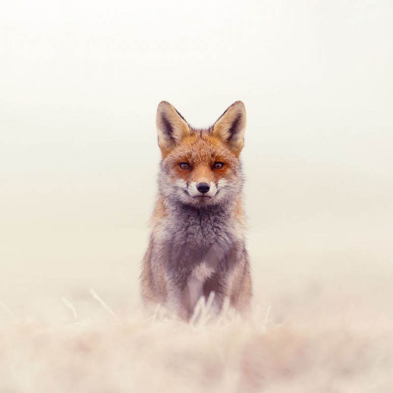 Raposa aproveitando a Neve. Roeselien Raimond.