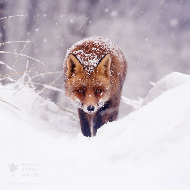 Raposa aproveitando a Neve. Roeselien Raimond.