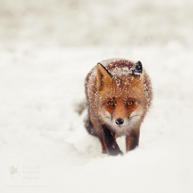 Raposa aproveitando a Neve. Roeselien Raimond.