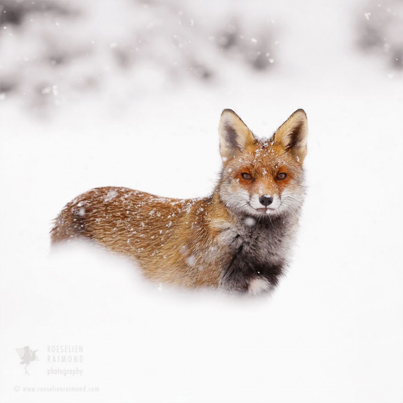 Raposa aproveitando a Neve. Roeselien Raimond.