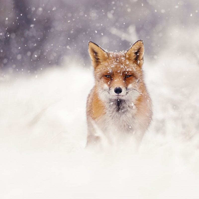 Raposa aproveitando a Neve. Roeselien Raimond.