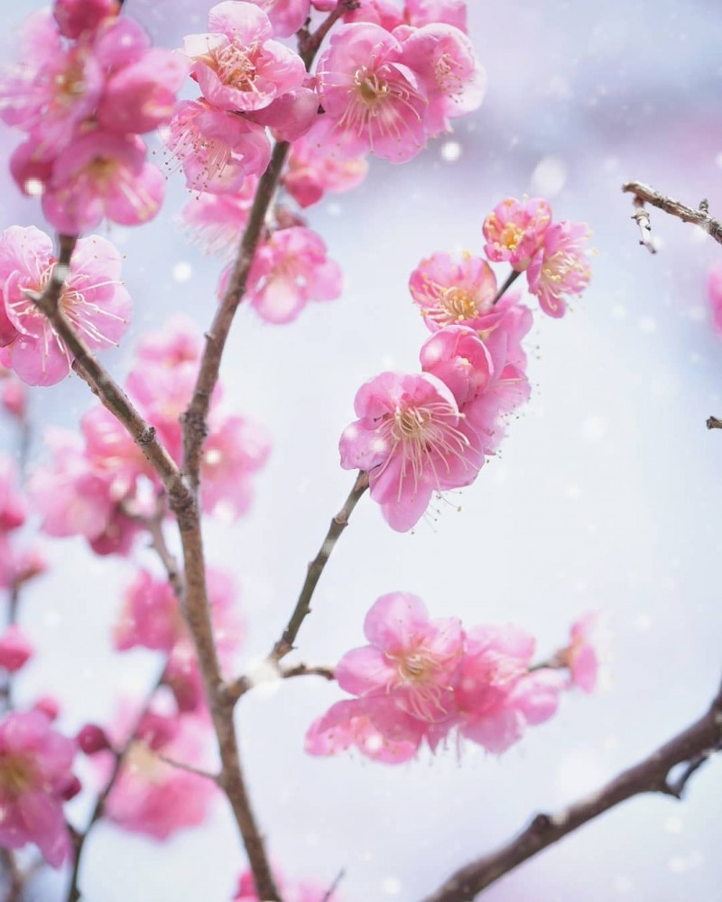 Flores de Cerejeira (Sakura) no JapÃ£o, foto por Koji.