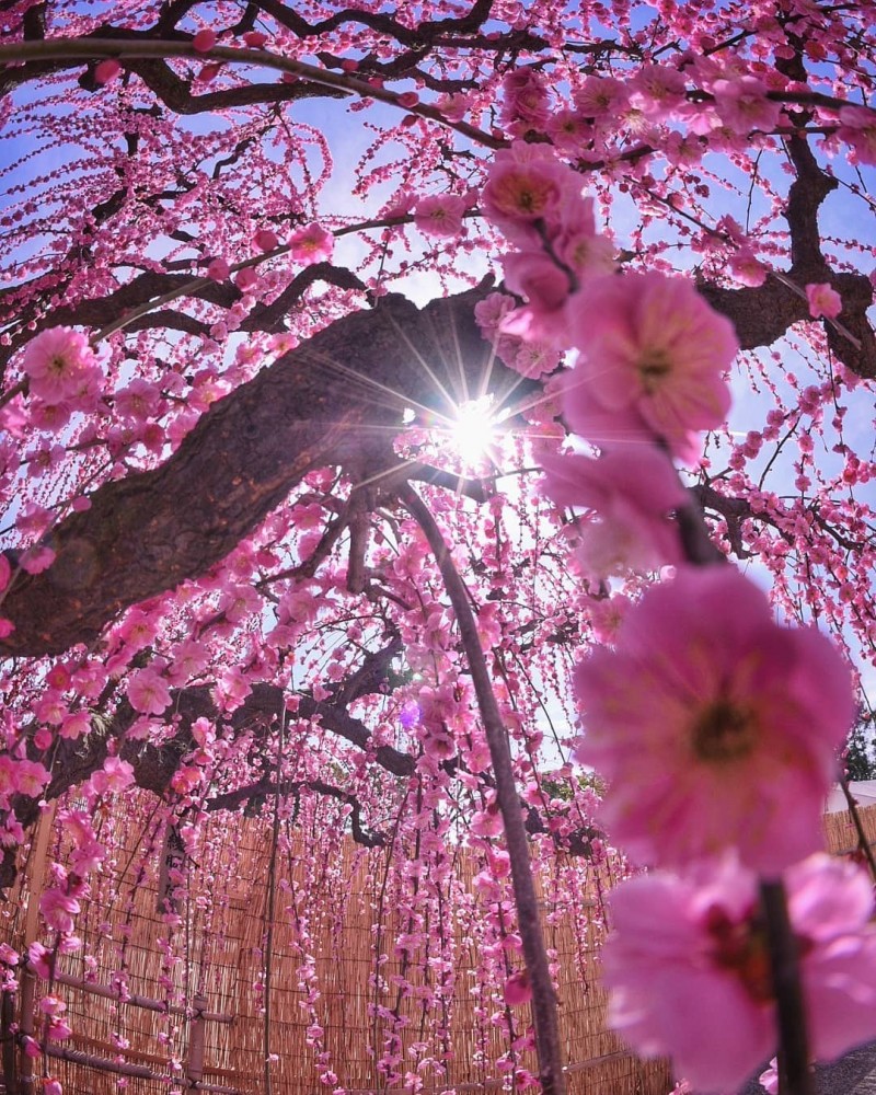 Flores de Cerejeira (Sakura) no JapÃ£o, foto por Koji.